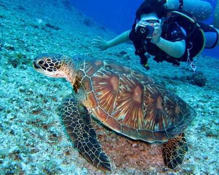 buceo en bali guía de los mejores buceos (2020)