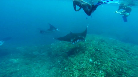 no dejes de hacer snorkel con mantas en nusa penida, al lado de bali